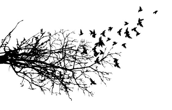 Realistic illustration with silhouettes of three birds - crows or ravens sitting on tree branch without leaves and flying, isolated on white background - vector