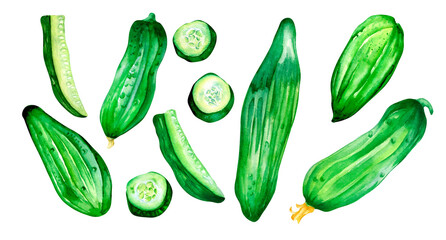 Set of sliced cucumber green vegetables watercolor illustration