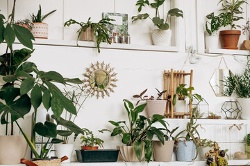 Bright authentic home interior.Shelves with indoor plants and decor.Home gardening,urban jungle,biophilic design.Selective focus.