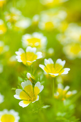 やさしいリムナンテス