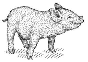 black and white engrave isolated pig illustration