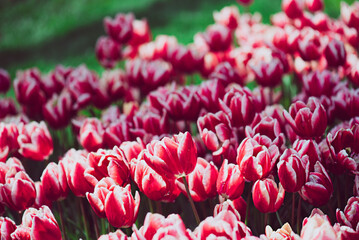 Red tulip flowers