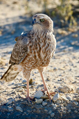 Young Pale Chanting Goshawk in the Kgalagadi, South Africa