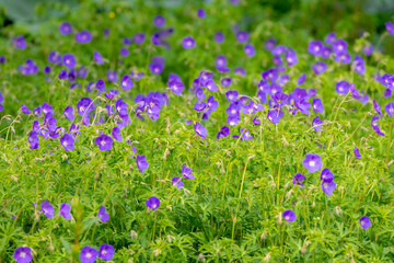 Naklejka premium Selective focus of blue violet flower in the garden, Geranium maculatum the wild geranium is a perennial plant native to woodland in eastern North America, Nature floral pattern background.
