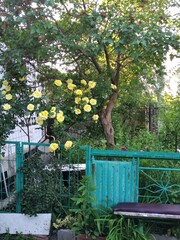 Yellow roses beyond metal guardrail