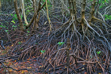 Dense of mangrove tree roots system that called Buttress Root in the mangrove forest of Khung Kraben Bay at Chanthaburi, Thailand. Buttress Root - like Pneumatophores.