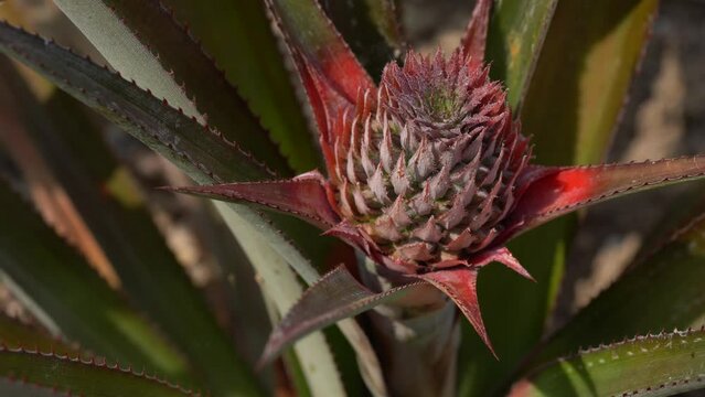 Close-up Shot of a Pineapple plant, Boca Chica, Panama.