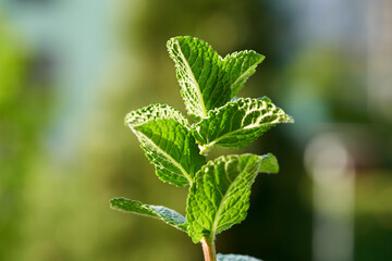 Peppermint herb growing outdoors