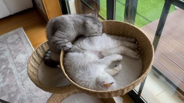 beautiful moment with two Persian Silver Chinchilla after some time away
