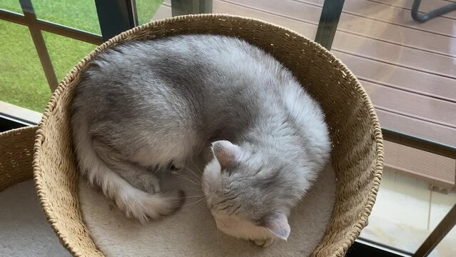 Persian Silver Chinchilla Is relaxing On her Bed with zoom in