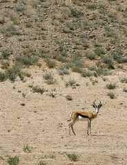 springbok in the Kgalagadi, South Africa