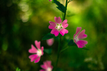 Fototapeta na wymiar pink flower in the garden