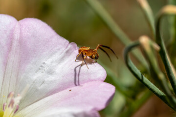 macro d'araignée crabe juvénile