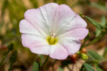Fototapeta na wymiar macro de fleur de liseron