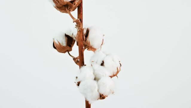 Branch of cotton with beautiful fluffy lush white flowers against a white wall. Natural organic cotton, vegetable fiber, delicate flowers, agriculture, raw materials for making fabric