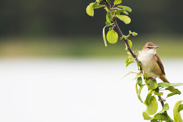 Thrush warbler sits on a branch