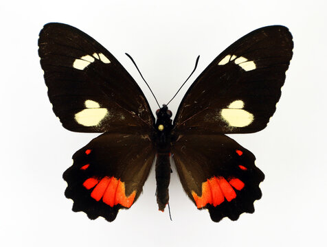 Red black butterfly Parides childrenae female isolated on white. Papilionidae. Collection butterflies. Lepidoptera. Entomology. 