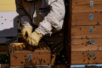A beekeeper in protective gloves takes out a frame with bees from the Dadan hive. Close-up