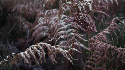 Feuilles de fougère aux teintes orangées, en période de fin d'été, dans la forêt des Landes de Gascogne