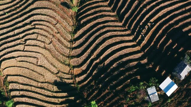 Ban Pa Pong Piang Rice terraces or Baan Pa Pong Pieng in Doi Inthanon national park, Chiang Mai, Thailand
