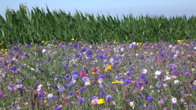 Sonnige Wildblumenwiese im Wind, im Hintergrund Maisfeld Horizont