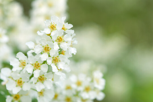 Bird cherry aka hackberry (Prunus padus) tree in full bloom. White flowers in springtime, defocused blurred background.