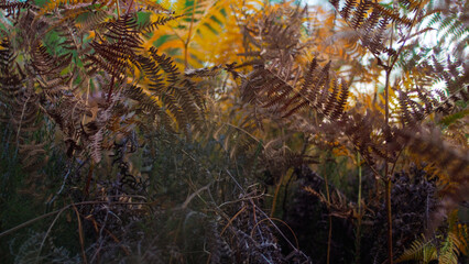 Feuilles de fougère aux teintes orangées, en période de fin d'été, dans la forêt des Landes de Gascogne