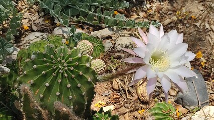 cactus in the desert, white flower 