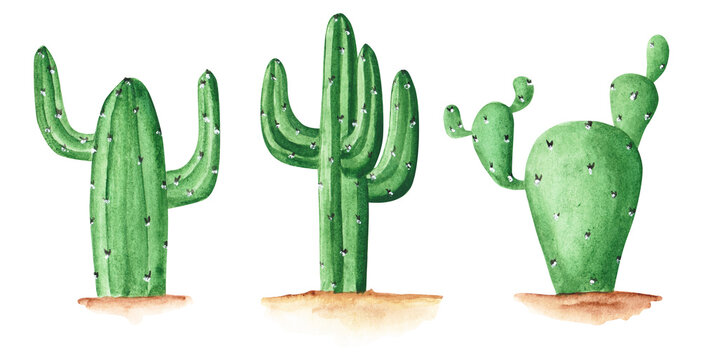 Set of 3 watercolor cacti isolated on a white background. Hand-drawn succulent illustrations. Mexican green plant collection. Cute tropical objects. Fiesta decoration clipart.