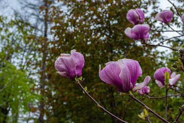 Fototapeta premium Blurred background. Pink magnolia. Magnolia sulange.