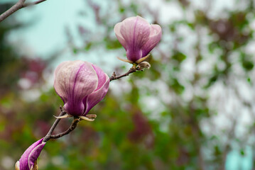 Blurred background. Pink magnolia. Magnolia sulange.