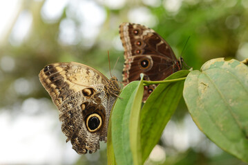 Fototapeta premium tropical butterfly