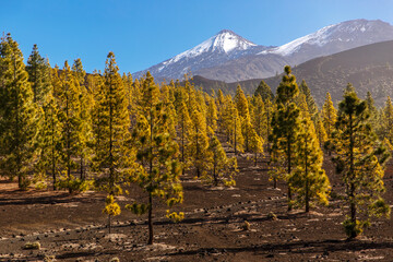 Canarian pine trees - Pinus canariensis - in the Corona Forestal Park. El Teide volcano in the...