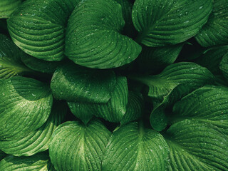 Abstract green leaves with rain drops background. Natural textured foliage. Lush blue dark toned forest flowers. Backplate for organic products presentation. Nature, environment conservation concept