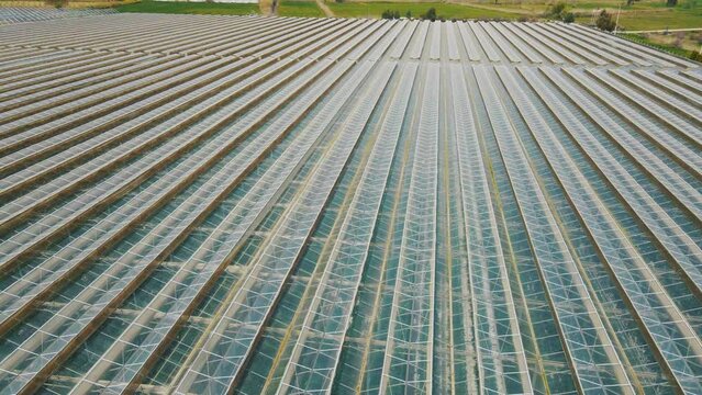 greenhouses aerial view. greenhouse farming, vegetable cultivation in greenhouses, agriculture industry. fruits in sunlight of sunset aerial view by sea. Plastic roofs greenhouses field background.