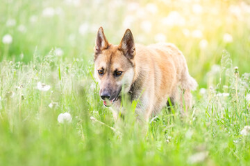 Mongrel dog of red color lies on its stomach on the grass, stretching its front paws forward. Spring.