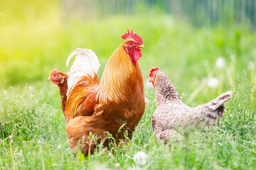 Rooster and Chickens. Free Range Cock and Hens.