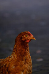 Close up photo of chicken head