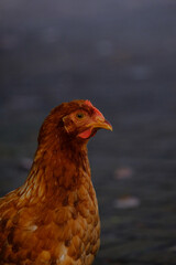Close up photo of chicken head