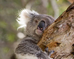 Koala Bear - A Tree Hugger.