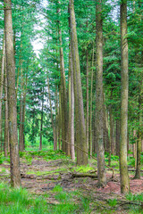 Natural panorama view with pathway green plants trees forest Germany.