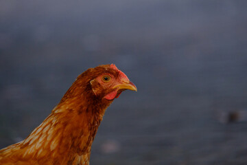 Close up photo of chicken head