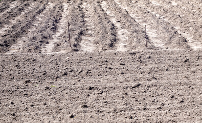 Long flat top rows, furrows, mounds for newly planted potatoes in a rural vegetable garden. A field with several rows of planted potatoes in early spring after sowing. Freshly plowed field.