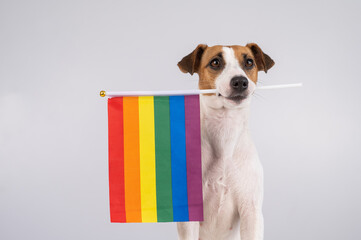 Jack russell terrier dog holding a rainbow flag in his mouth on a white background. 