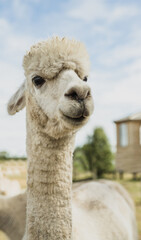 Obraz premium alpaca on natural background, llama on a farm, domesticated wild animal cute and funny with curly hair used for wool. High quality photo