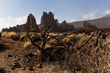 Dried plants in the Teide Volcanic National Park on the island of Tenerife in Spain.