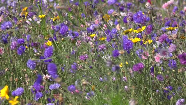Sonnige Wildblumenwiese im Wind