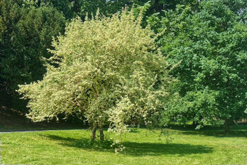 Cornus mas Variegata or also Cornelian cherry, European cornel or Cornelian cherry dogwood tree in the spring. Landscape orentation with no people.