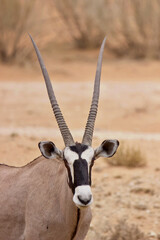 Gemsbok in the Kgalagadi, South Africa