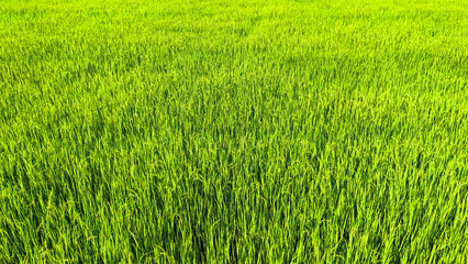 Landscape view of rice field at daytime. Summer breeze at the green field. Rice field wallpaper.